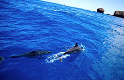 Dolphins swimming off the bow of a Lanai day trip