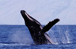 Whale breaching of the coast of Maui