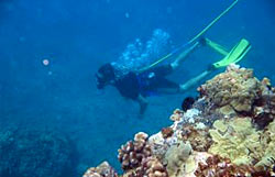 SNUBA diving in Lanai