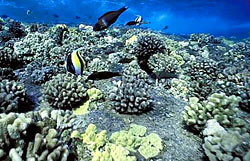 Tropical fish feeding at Molokini reef