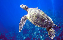 Turtle swimming at Molokini