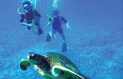 Maui SNUBA group encounters turtle
