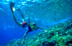 Abundant underwater life