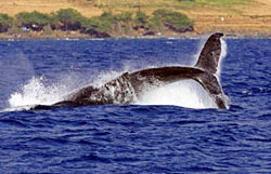 Whale landing back into the water