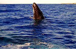 Humpback whale peaking out from the Pacific