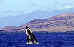 Whale breaching