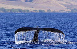 Hawaiian humpback whale tail