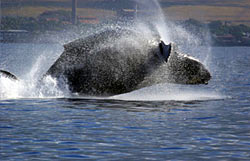 Whale breaching with catamaran in background