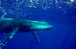 Hawaiian humbpack whale under the water
