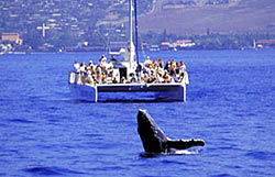 Whale breaching with catamaran in background