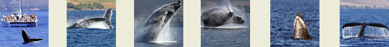 whales