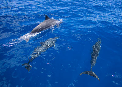Lanai Seafari