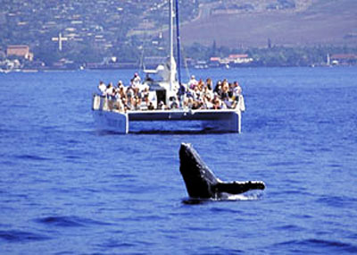 Whale Watching